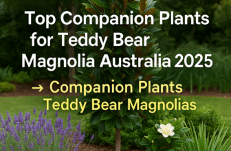 best companion plants for Teddy Bear Magnolias in Australia