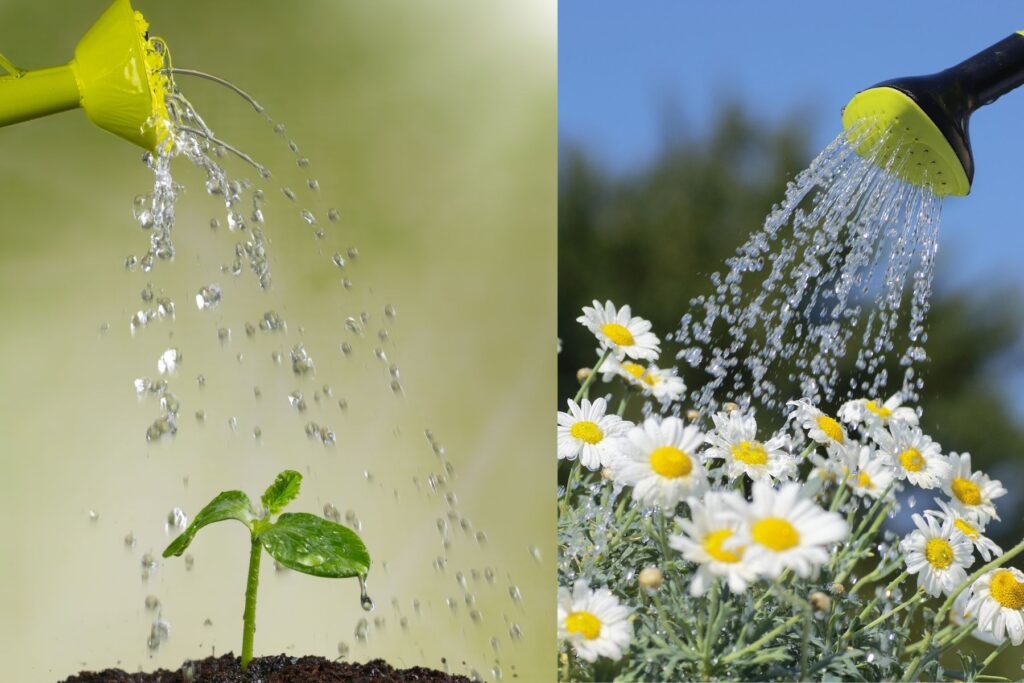 how to give water to eddy-Bear-and-Little-Gem-Magnolias