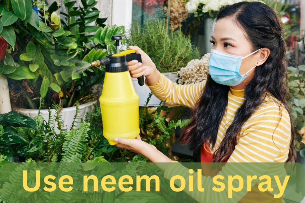 problems-in-golden-cane-palm