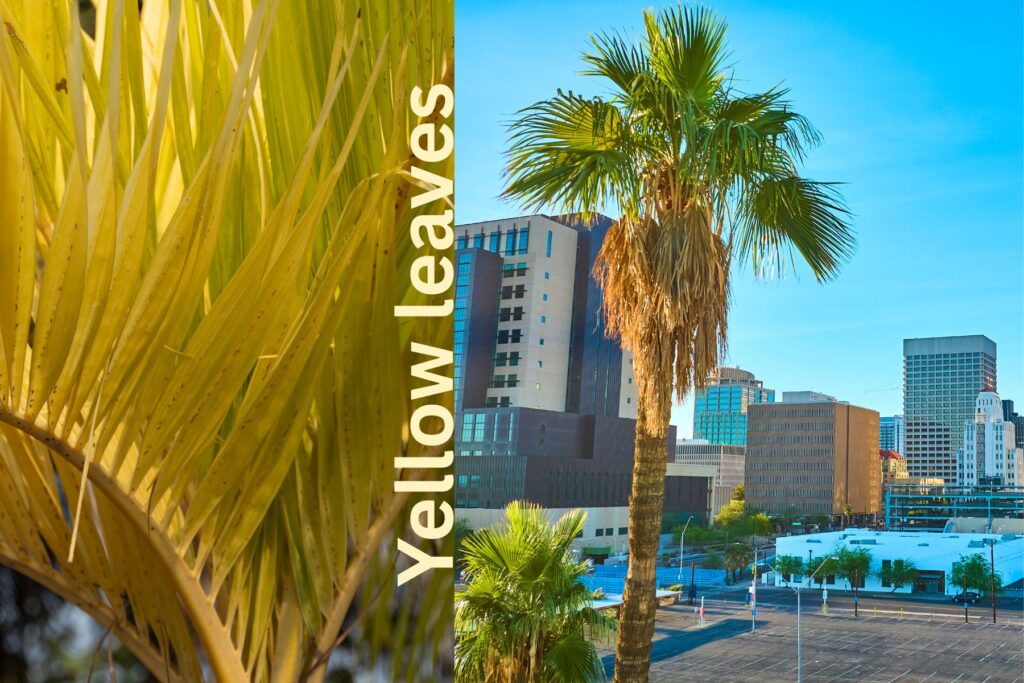 one of the common problems is yellow leaves in golden cane palm