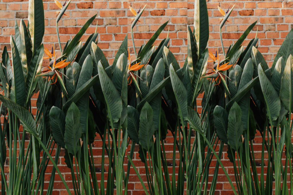 Strelitzia reginae (Orange Bird of Paradise) VS Strelitzia nicolai (White Bird of Paradise)