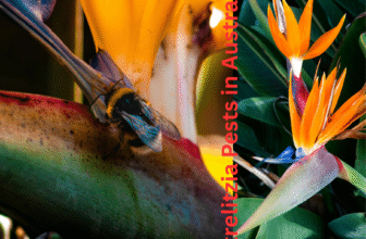 Strelitzia pests in Australia (Bird of Paradise) plant showing healthy green leaves