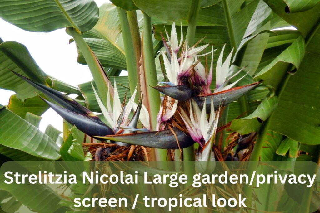 which Strelitzia is best for Large garden privacy screen tropical look