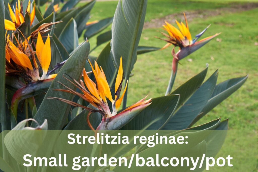 which is Small best for garden/balcony/pot: Strelitzia reginae 
