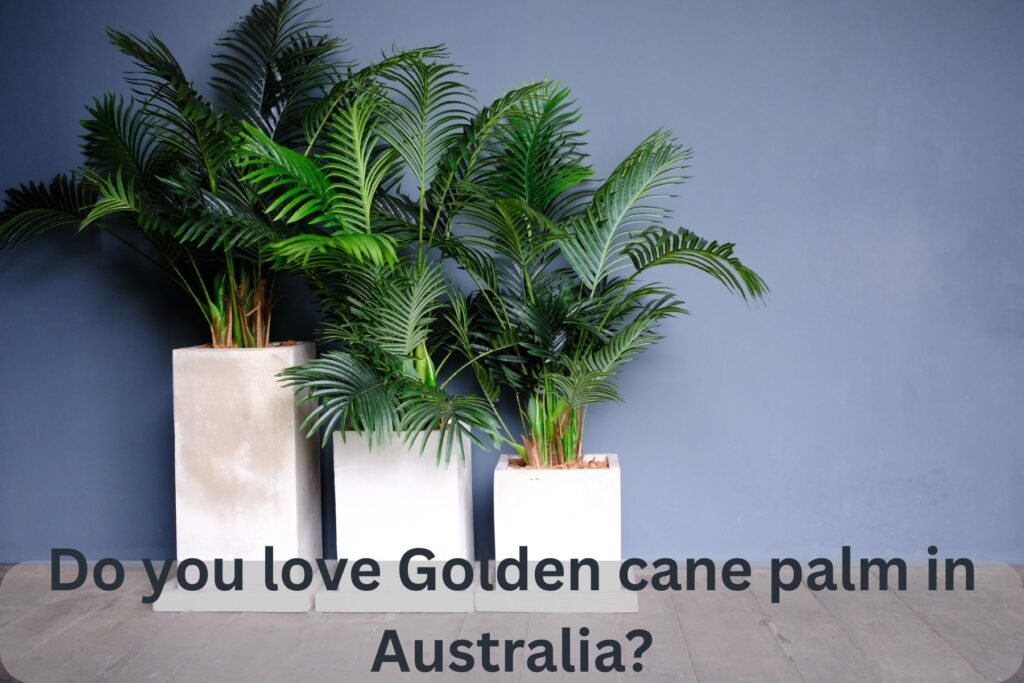 do you love lush golden cane palm