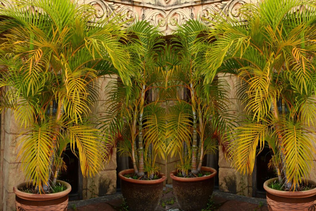 Container-grown Golden Cane Palm in a large self-watering pot on a modern Australian patio with premium potting mix.