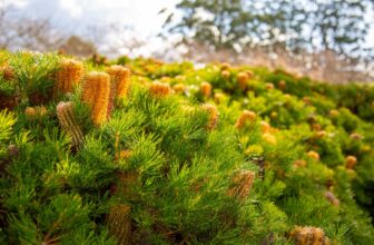 Banksia 'Birthday Candles' Problems: Why It’s Dying