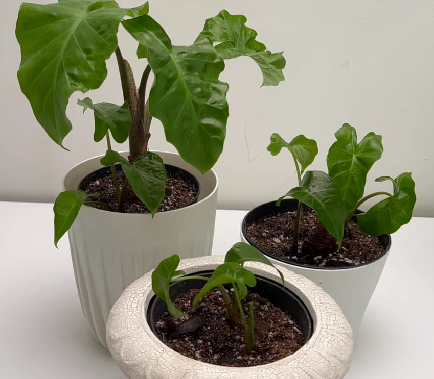 Planting the cut Alocasia rhizome in chunky soil mix