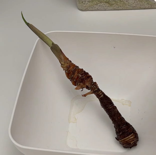 Cleaning the bare Alocasia brisbanensis rhizome