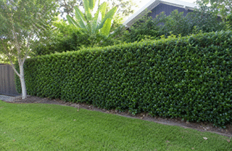 Ficaus Hilli hedging fast growing privacy screen in Australia