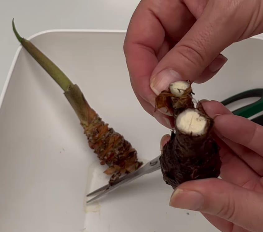 Cutting the Alocasia rhizome with clean scissors