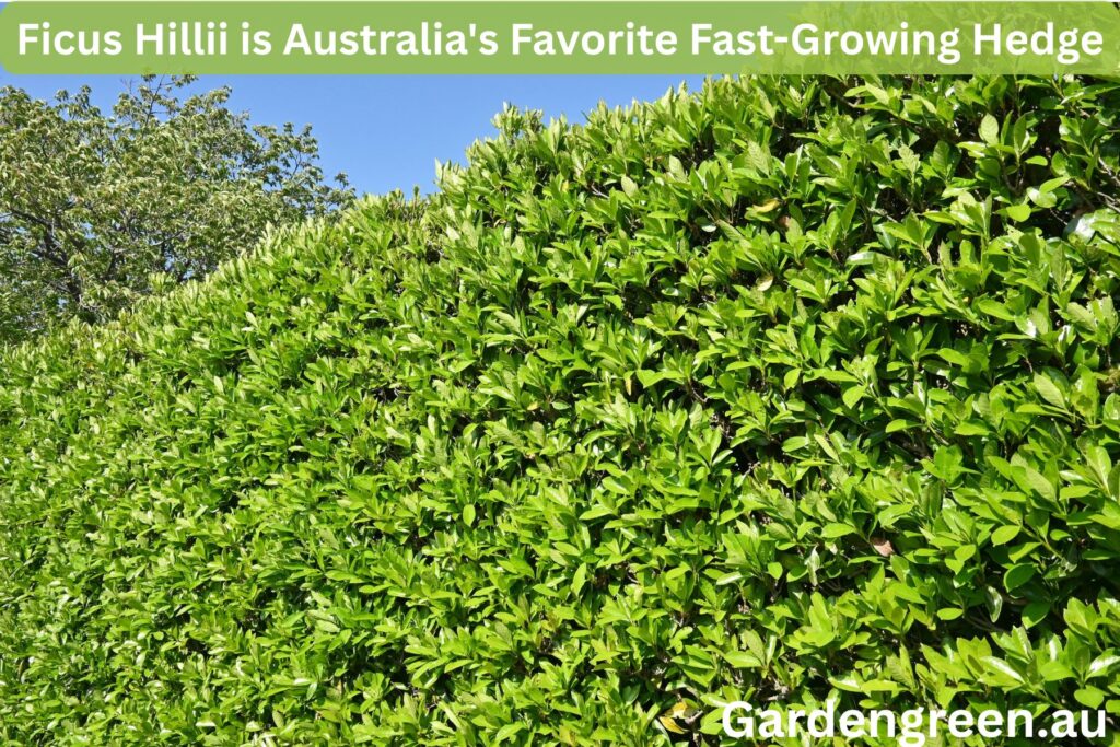 how to grow and care  Fius Hilli hedging
