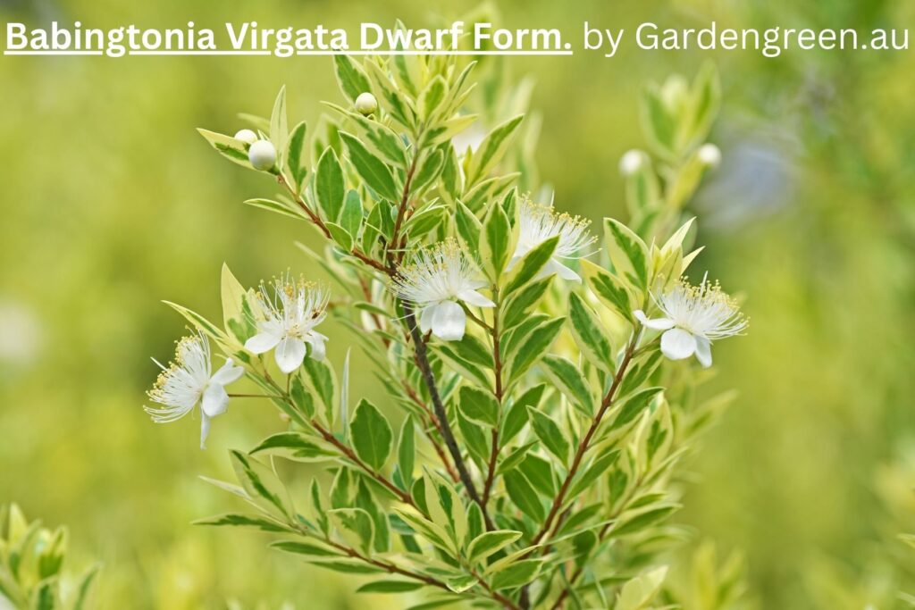 best solution is Babingtonia-Virgata-Dwarf-Form.