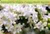 how to grow are and prune Babingtonia Virgata (Twiggy Heath Myrtle