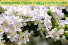 how to grow are and prune Babingtonia Virgata (Twiggy Heath Myrtle