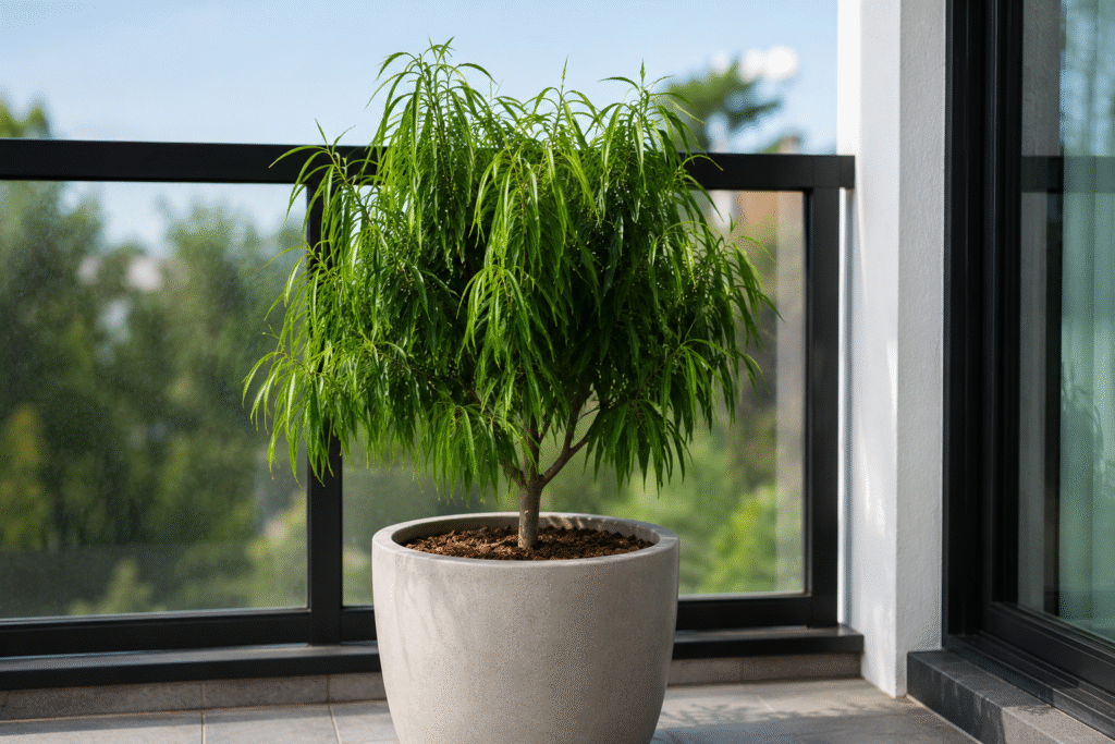 Babingtonia-Virgata-Twiggy-Heath-Myrtle-dwraf-for-balcony-in-Australia