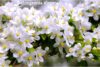 how to grow are and prune Babingtonia Virgata (Twiggy Heath Myrtle