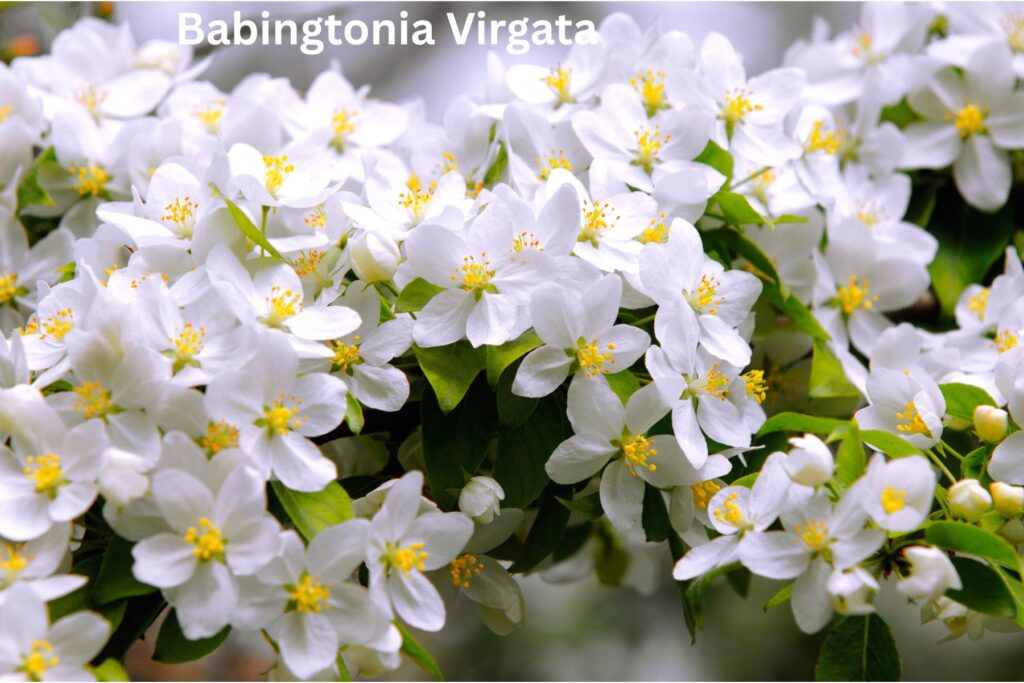 how to grow are and prune Babingtonia Virgata (Twiggy Heath Myrtle