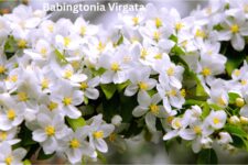 how to grow are and prune Babingtonia Virgata (Twiggy Heath Myrtle