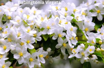 how to grow are and prune Babingtonia Virgata (Twiggy Heath Myrtle