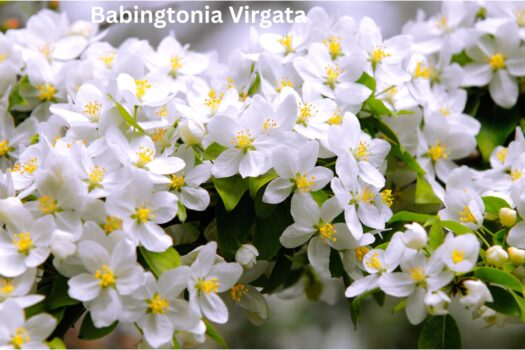 how to grow are and prune Babingtonia Virgata (Twiggy Heath Myrtle