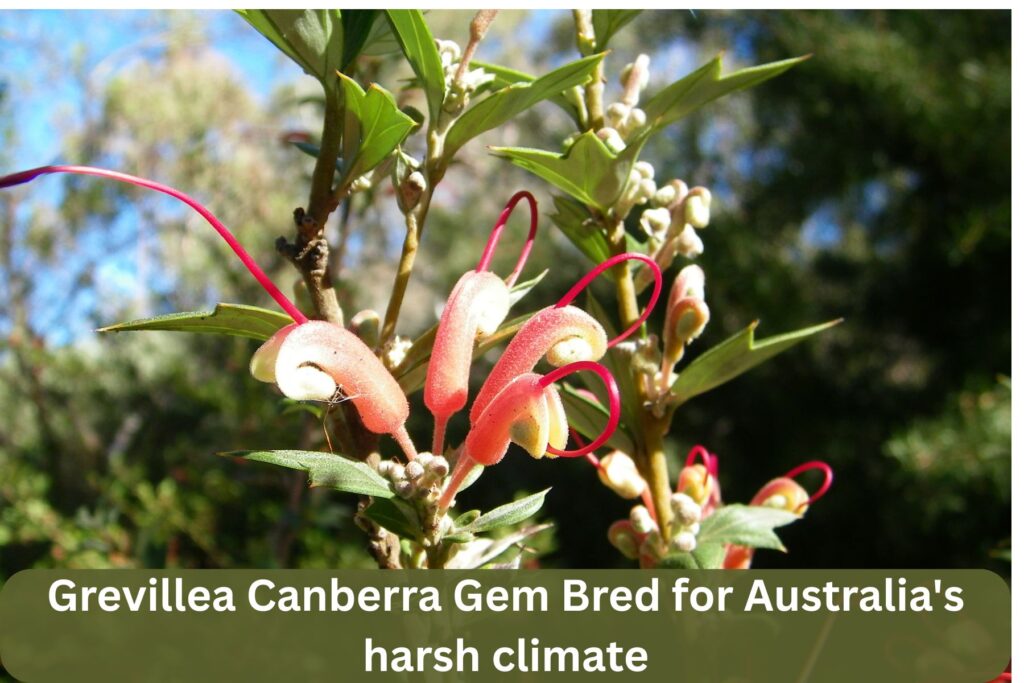 Grevillea Canberra Gem is highly suitable in harsh climate of Australia