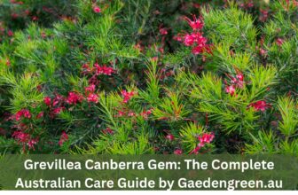 Grevillea Canberra Gem is Australia’s Toughest Native Shrub