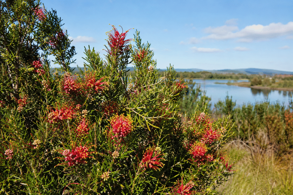comprehensive Grevillea Canberra Gem care guide for Australian