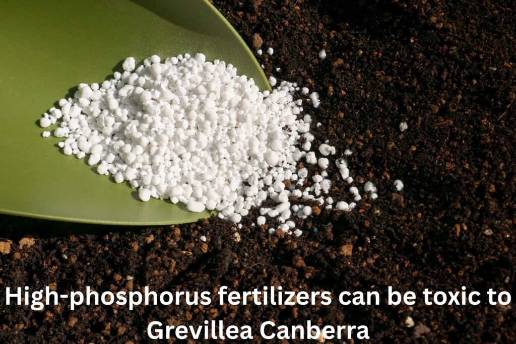 The Golden Rule for Grevilleas (Soil & Fertilizer)