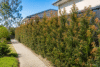 Growing guide of Dense Grevillea Canberra Gem Hedge (Spacing & Pruning)