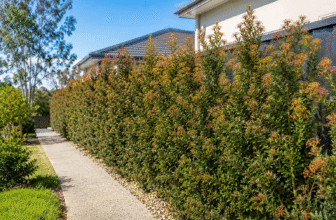 Growing guide of Dense Grevillea Canberra Gem Hedge (Spacing & Pruning)