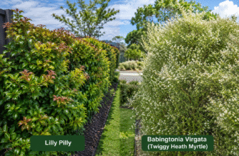 Lilly Pilly vs Babingtonia Virgata (Twiggy Heath Myrtle)