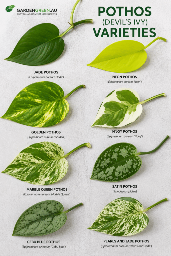 Meet the Cultivars Popular Aussie Devil Ivy Pothos Varieties by gardengreen