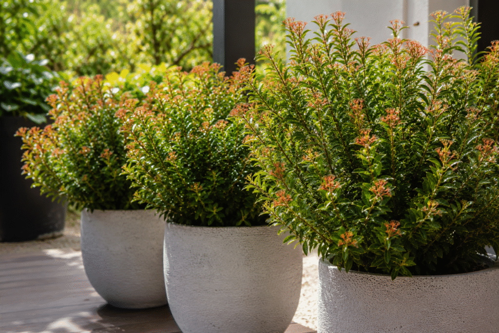 The Best Potting Mix Recipe for Potted Grevilleas