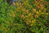 Why is my Babingtonia Virgata Dying? easy solutions and fixes