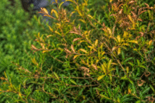 Why is my Babingtonia Virgata Dying? easy solutions and fixes