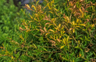 Why is my Babingtonia Virgata Dying? easy solutions and fixes