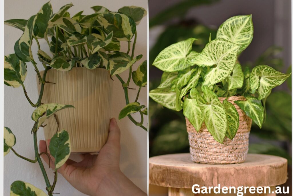 how to fix Devil's Ivy or Pothos issues step by step guide by gardengreen