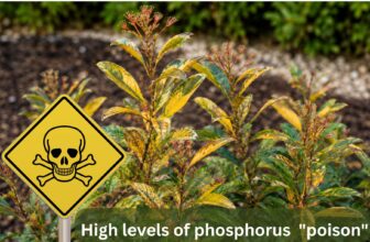 high levels of phosphorus that poison the root system of your Canberra Gem.