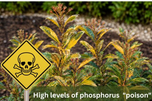 high levels of phosphorus that poison the root system of your Canberra Gem.