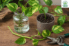 easy guide How to Propagate Devil’s Ivy: Water vs. Soil & Exactly Where to Cut