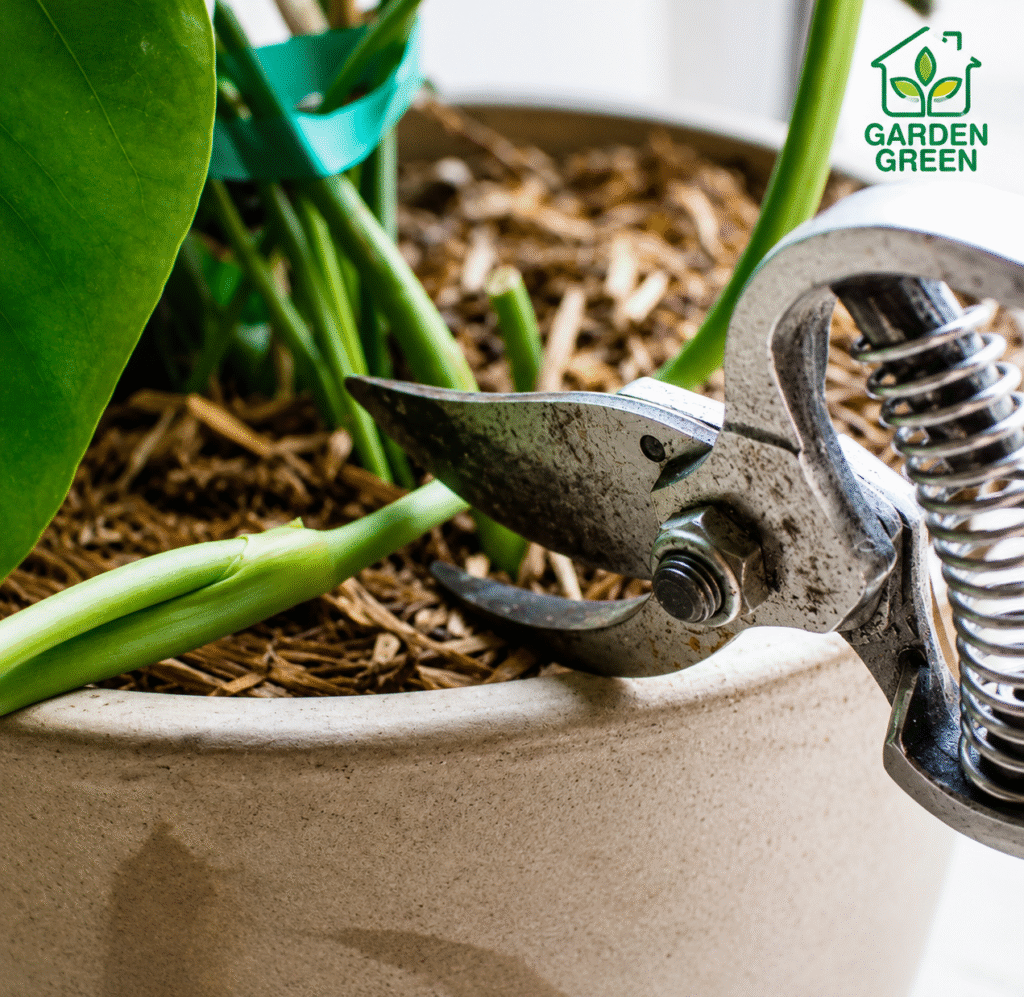 Sharp secateurs or plant snips (Clean cuts prevent rot).