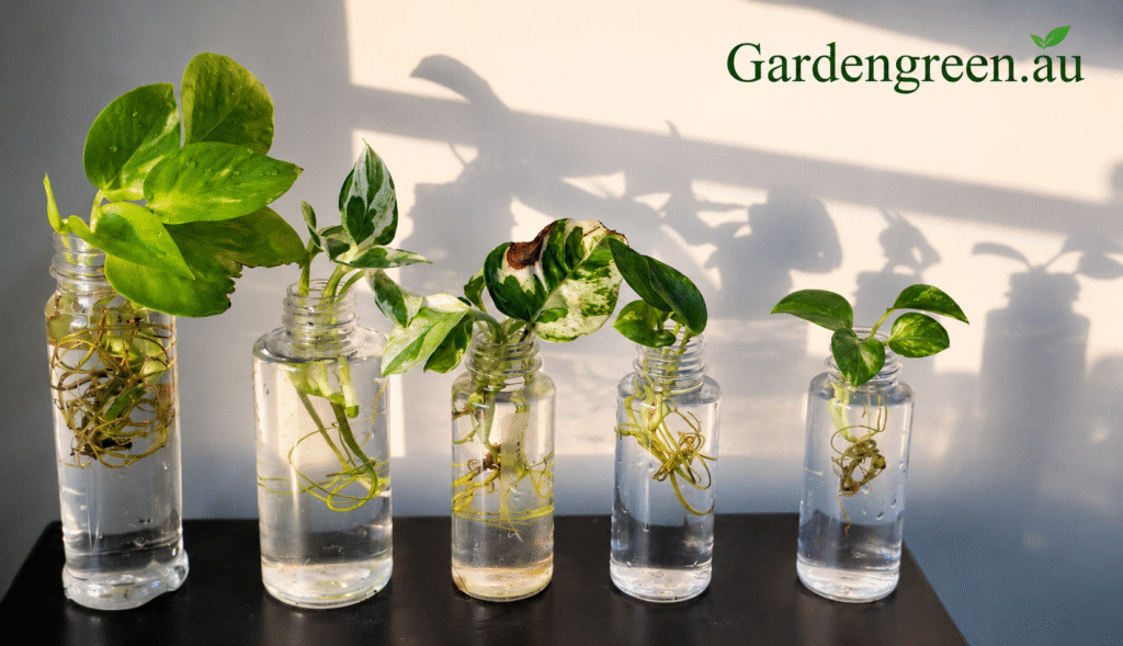 Water propagation is the most popular method for beginners because you can watch the root development in real-time.