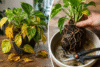 Why Your Devil's Ivy Leaves Are Yellow (And How to Fix Root Rot