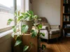 Devil’s Ivy beside a bright window with several naturally browned and crispy leaf tips