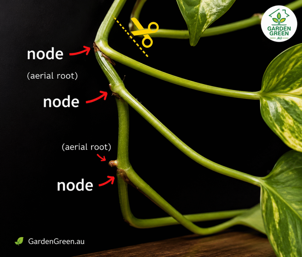 The node is the small, slightly swollen bump or joint on the main vine where a leaf attaches.