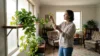 Healthy Devil's Ivy positioned in bright indirect light near an Australian home window
