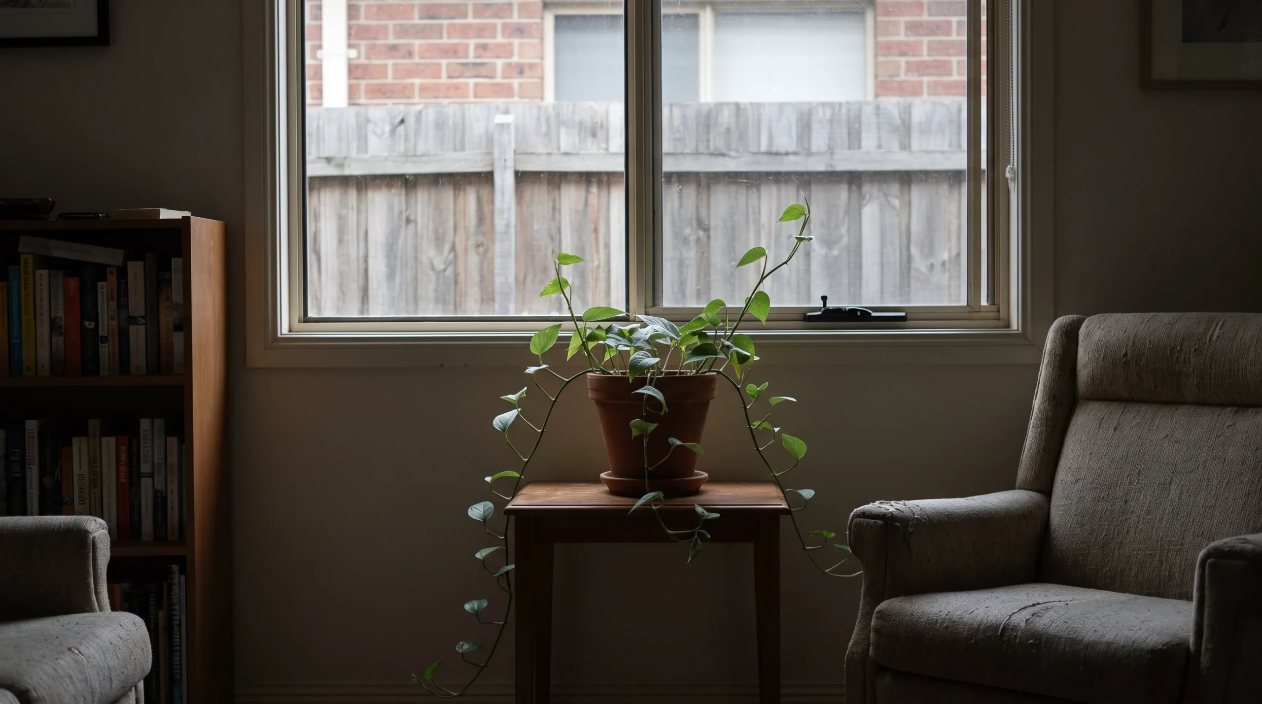 Devil's Ivy growing slowly in a dim room several metres from an obstructed window