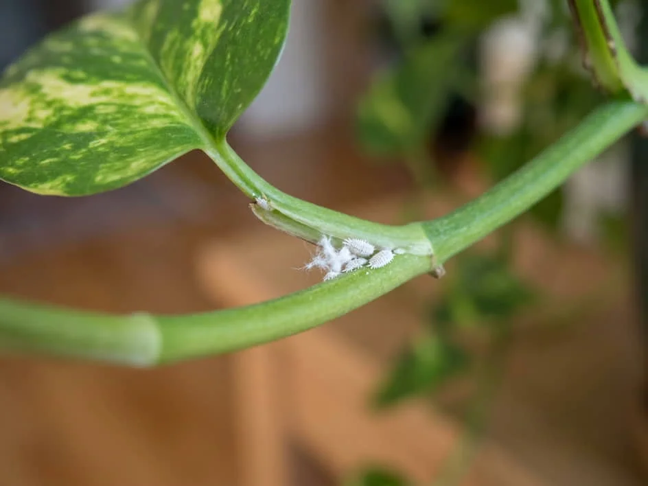 Small white mealybugs clustered around a green Devil’s Ivy leaf node