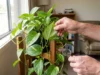 Person inspecting a Devil’s Ivy plant for signs of indoor pests